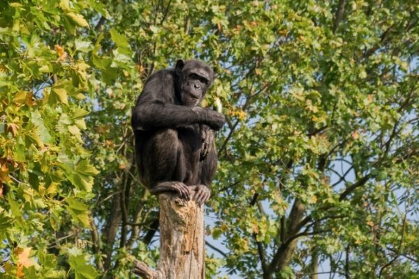 Chimpanzee Trekking Safari Experiences