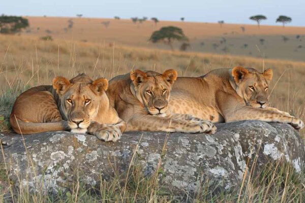 Africa Safaris