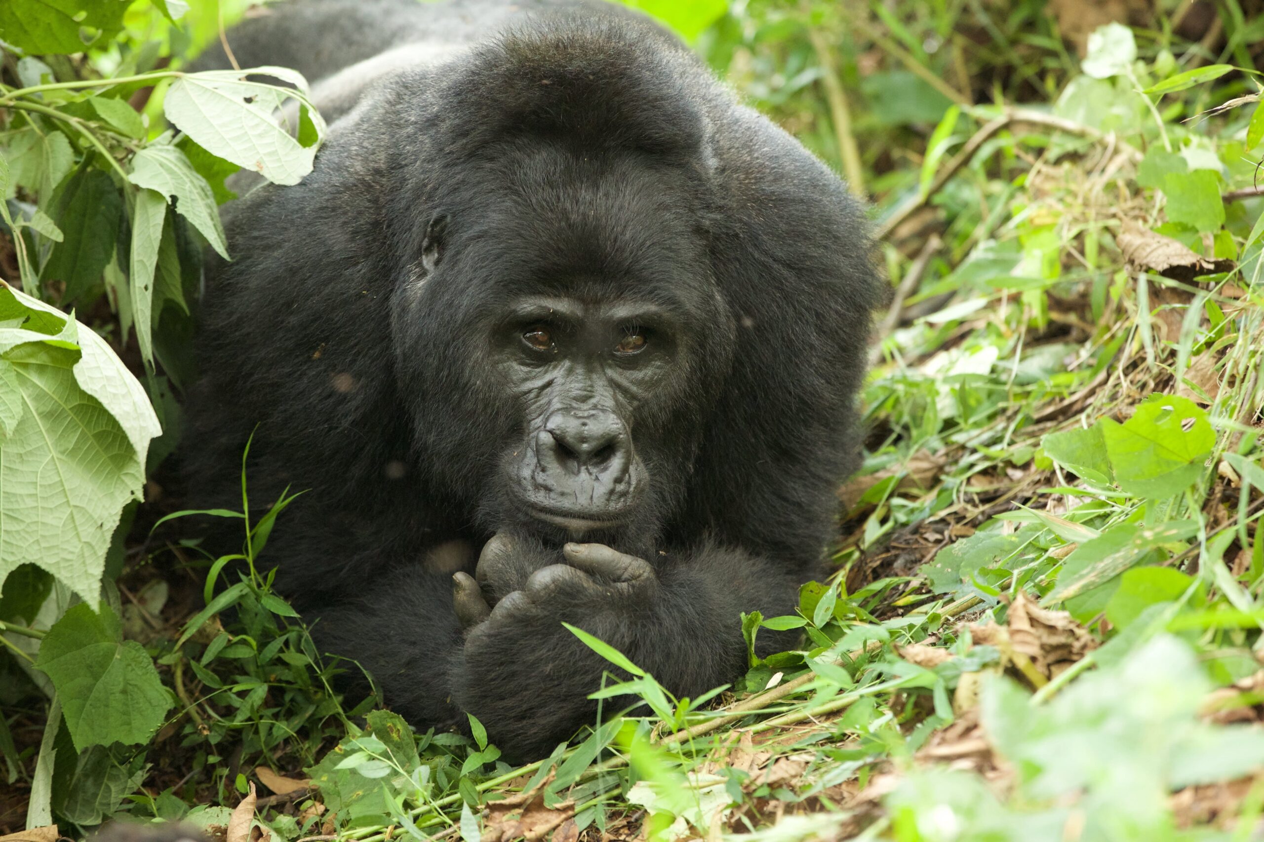 3 Days Uganda Gorilla Trekking Safari