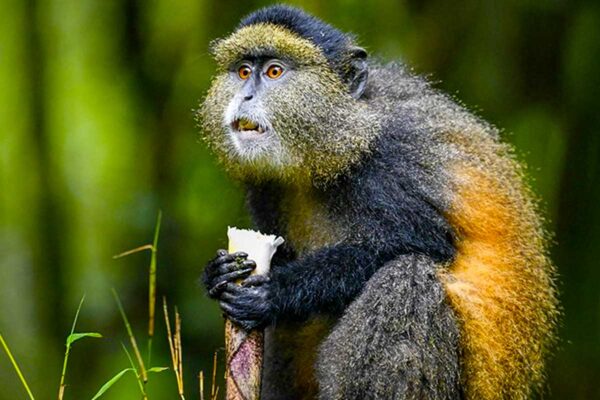 7 Days Uganda Big Five and Primates Safari