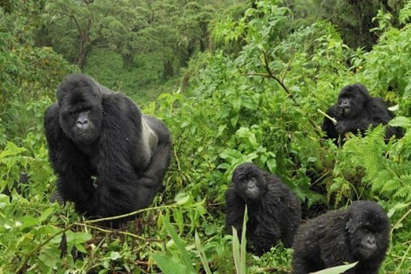 Bwindi Impenetrable Forest National Park