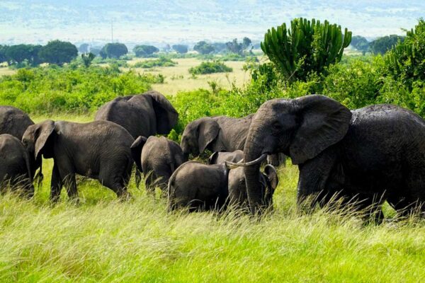 11 Days Uganda Safari Experience