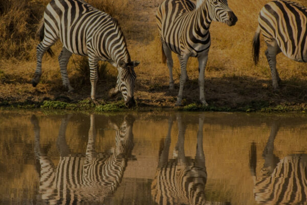 9-Day Tanzania Adventure Safari140 9-Day Tanzania Adventure Safari