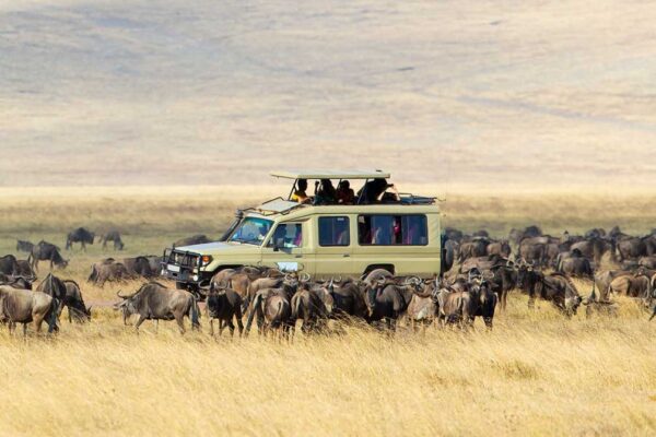 Tanzania Great Migration Safari