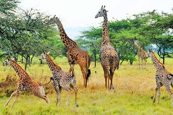 7-Day Budget Kenya Wildlife Safari