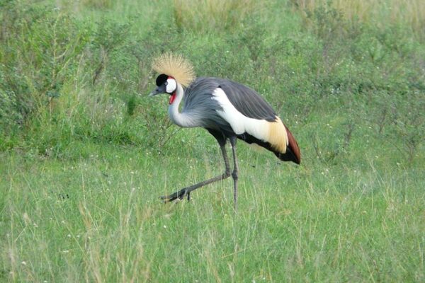 Uganda Birding Safaris