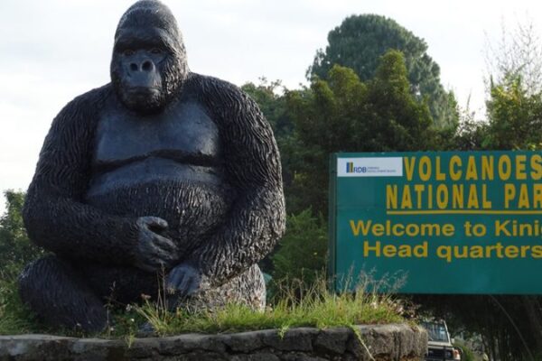 gorilla-trekking-in-Volcanoes-national-park-750x450 6 Days Rwanda Primates Safari