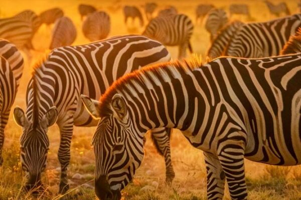 12-Day Tanzania Wildlife Safari
