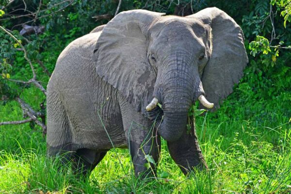 9-Day Ultimate Tanzania Wildlife Safari 9-Day Ultimate Tanzania Wildlife Safari