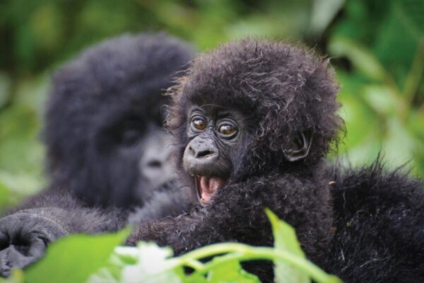 Gorilla Trekking Safari