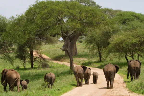 10-Day Tanzania Wildlife Safari & Zanzibar