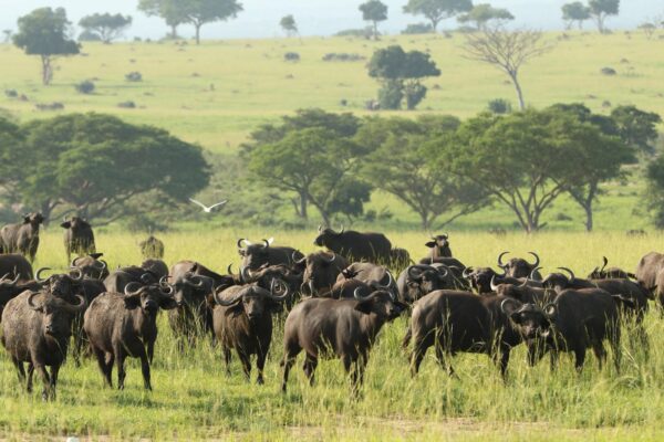 6-Day Kenya Big Five Safari Holiday