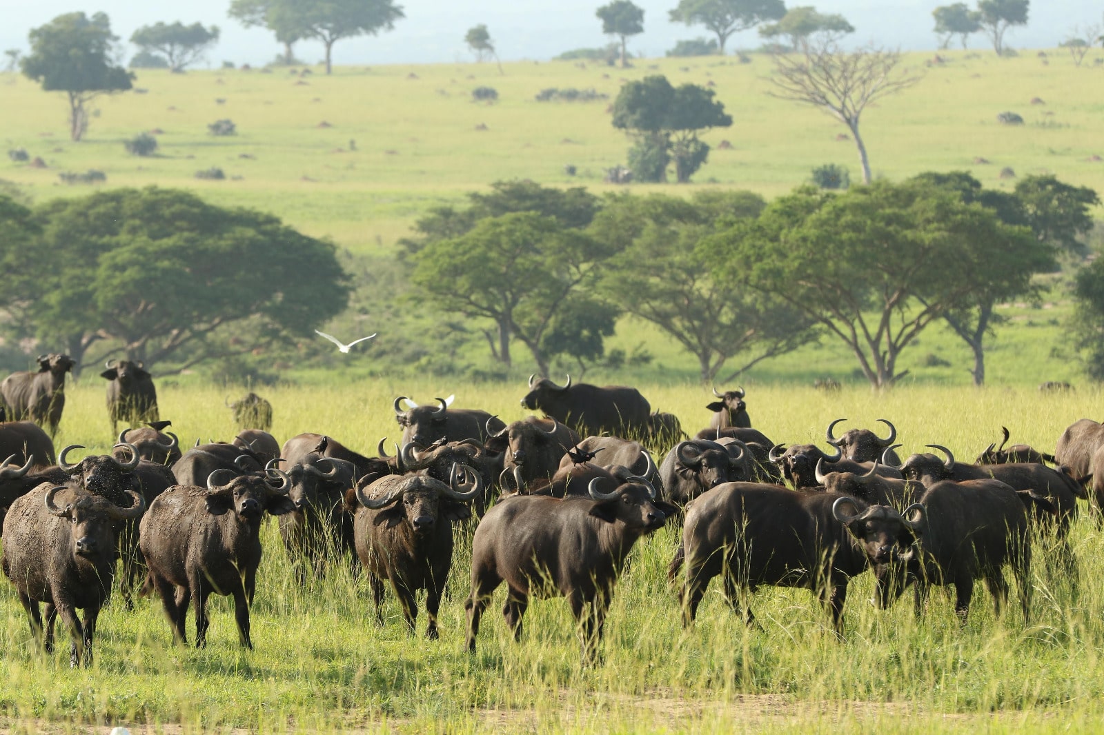 6-Day Kenya Big Five Safari Holiday