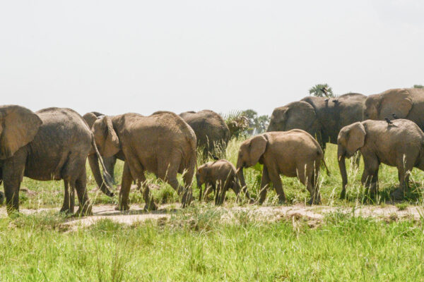 18 Days Pearl of Africa Safari Experience
