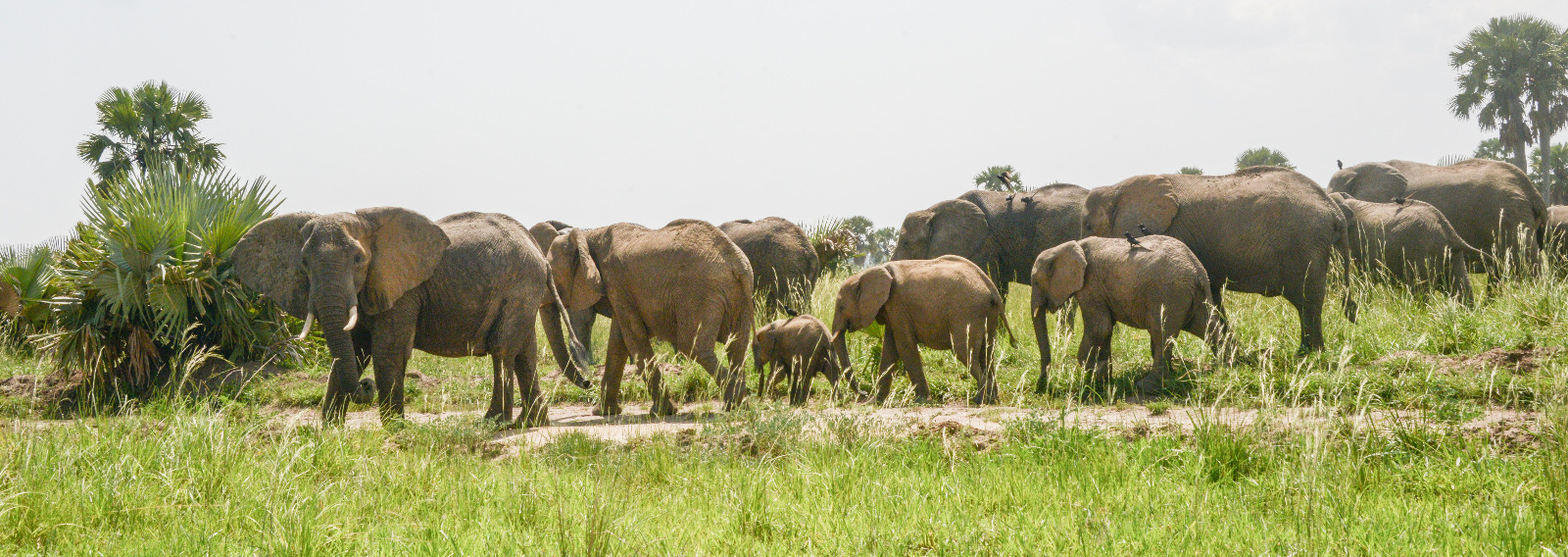 18 Days Pearl of Africa Safari Experience