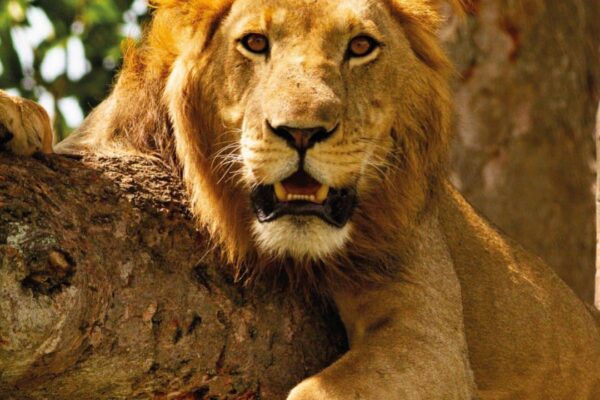 8-Day Kenya Big Five Safari Holiday