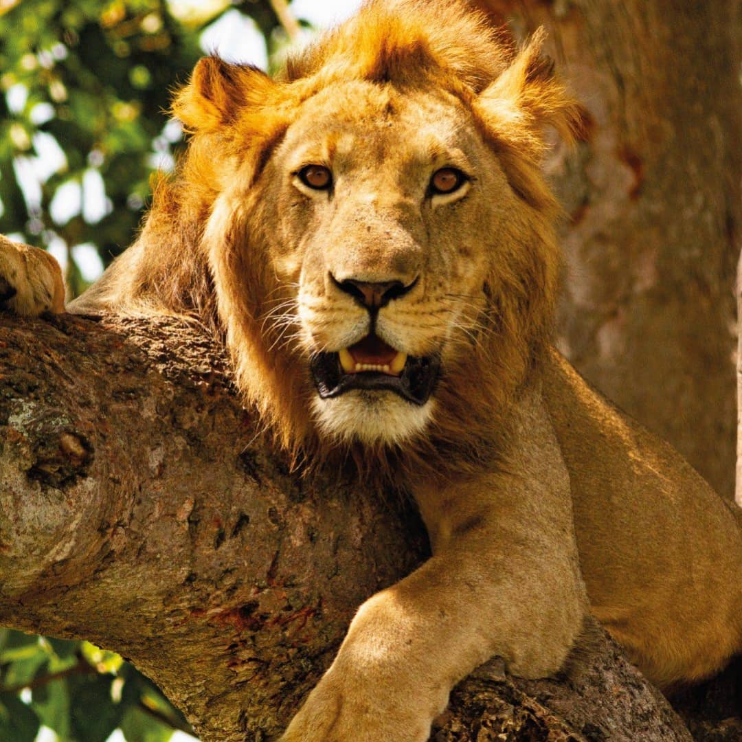 8-Day Kenya Big Five Safari Holiday