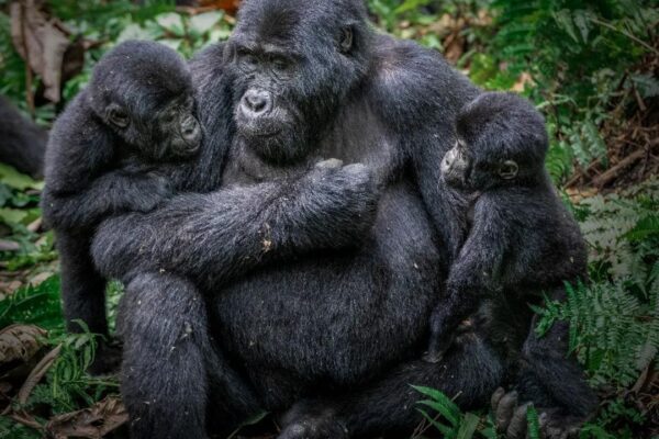 Rwanda Gorilla Trekking Safari