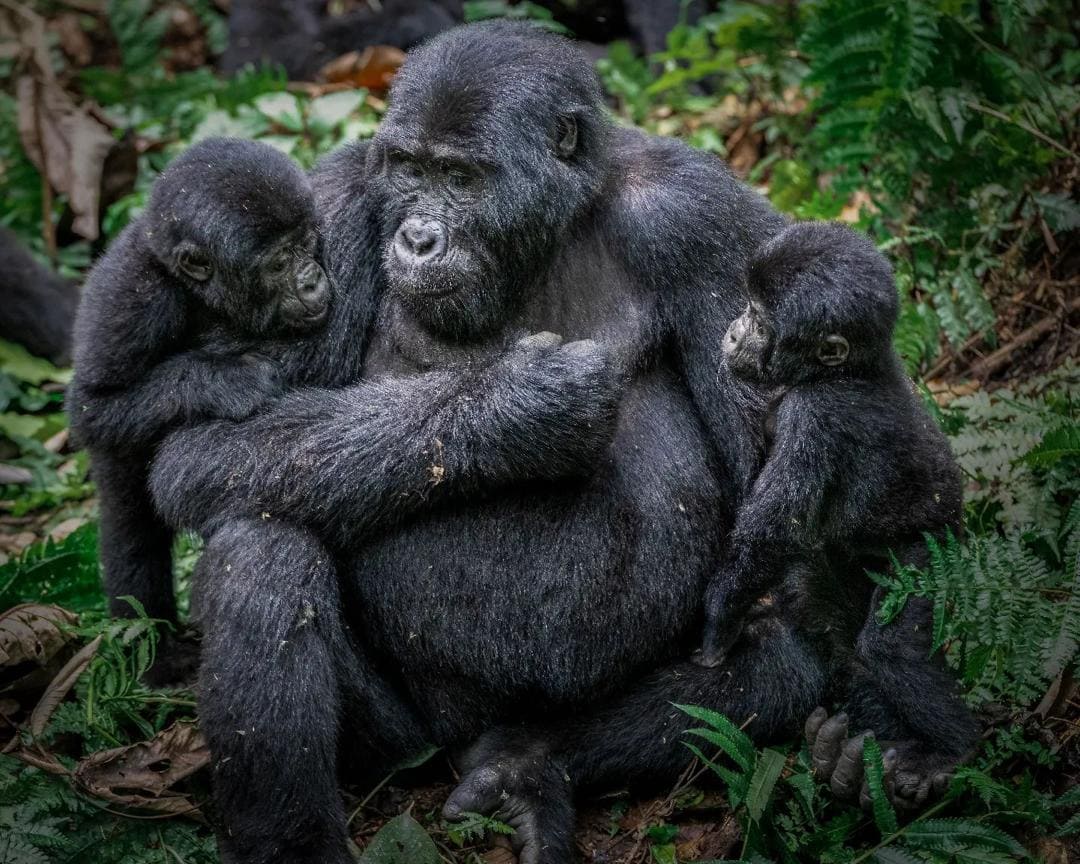 Rwanda Gorilla Trekking Safari