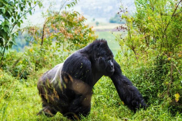 5 Days Uganda Chimpanzee and Gorilla Trekking Safari