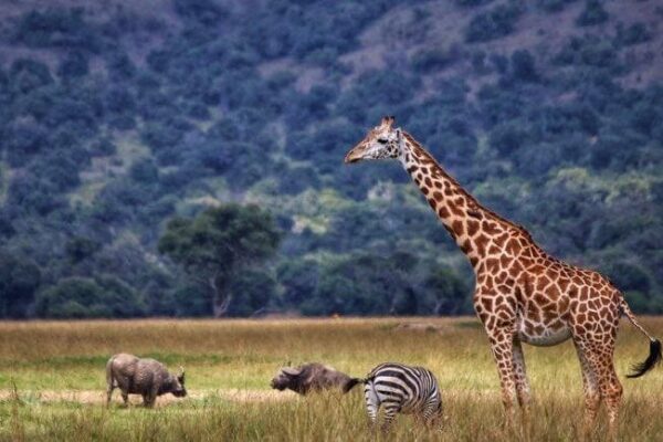 12 Days Uganda Safari Experience
