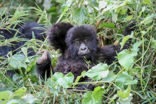 4 Days Bwindi Uganda Gorilla Trekking Safari