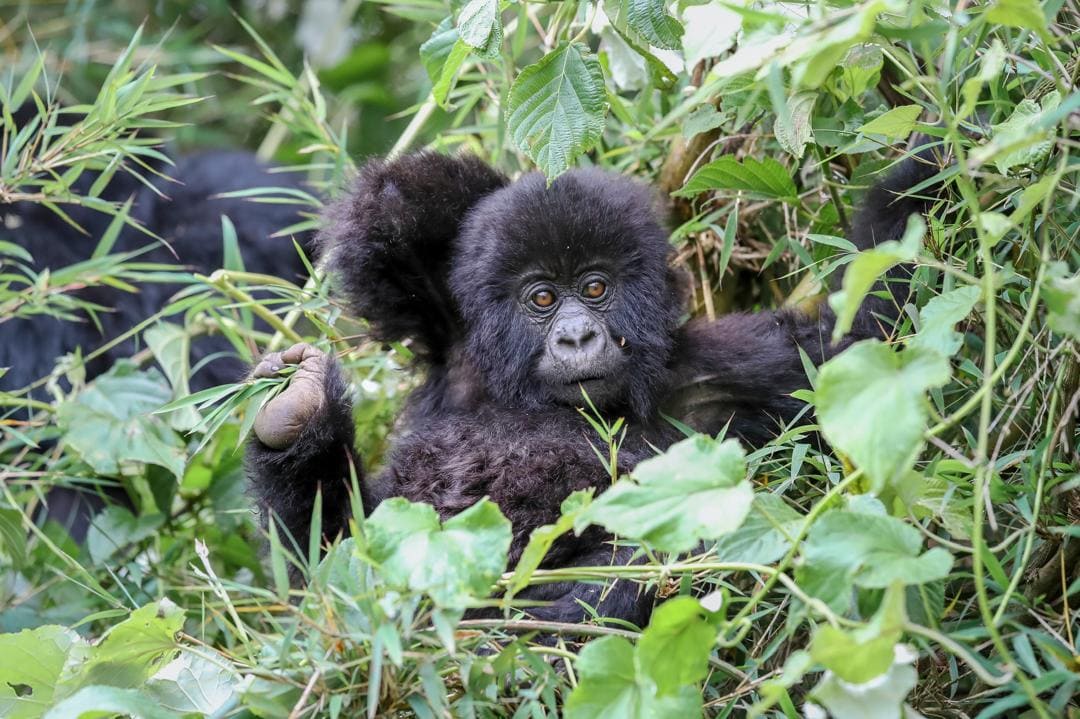 4 Days Bwindi Uganda Gorilla Trekking Safari