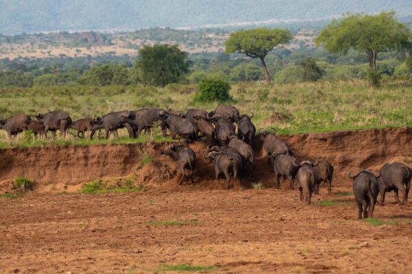 Kenya Great Migration Safaris
