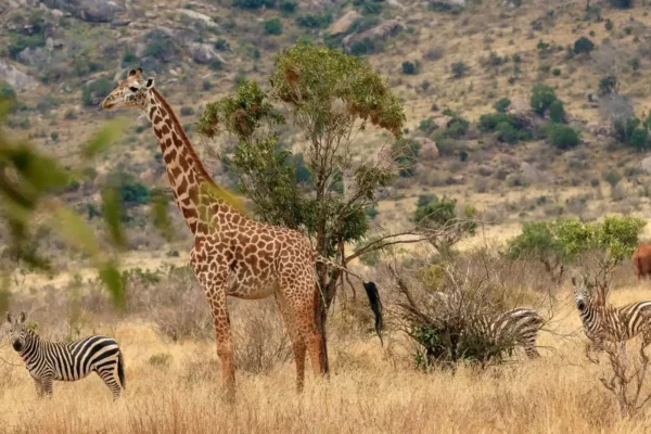 10-Day Mid Range Best of Kenya Safari