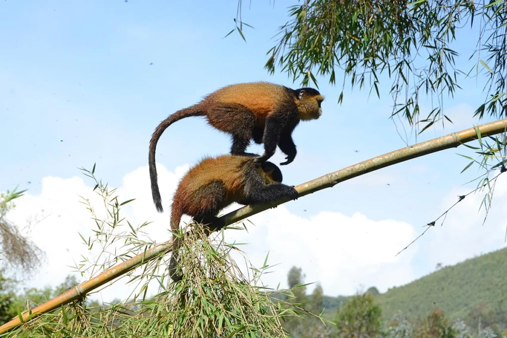 3 Days Rwanda Golden Monkey & Gorilla Trekking Safari