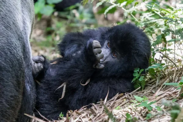 3 Days Rwanda Gorilla Trekking Safari