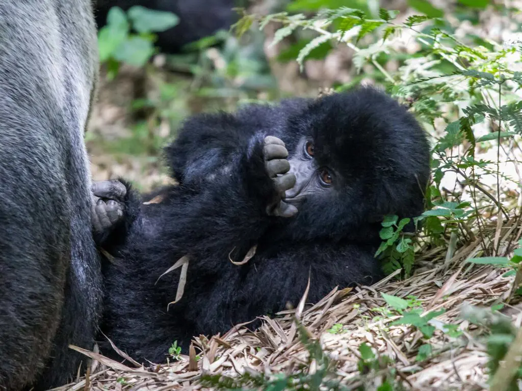 3 Days Rwanda Gorilla Trekking Safari