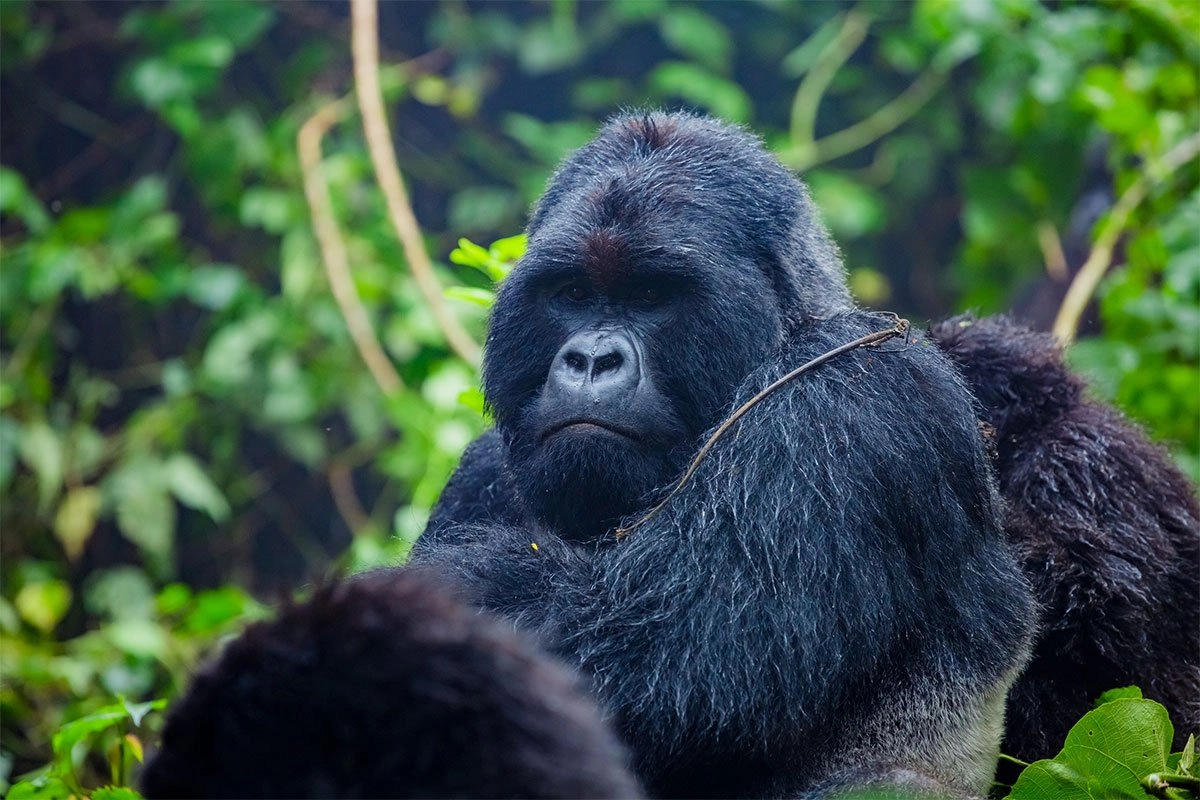 3 Days Uganda Gorilla Trekking Safari
