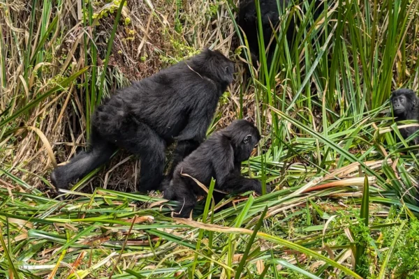 3 Days Uganda Gorilla Trekking from Kigali City
