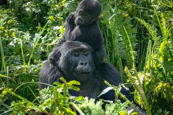 4 Days Rwanda Gorilla Trekking and Cultural Safari