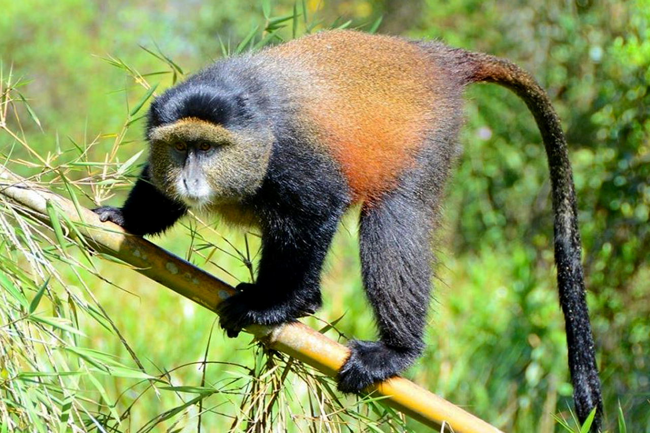 4 Days Uganda Gorilla Trekking and Rwanda Golden Monkey Tracking