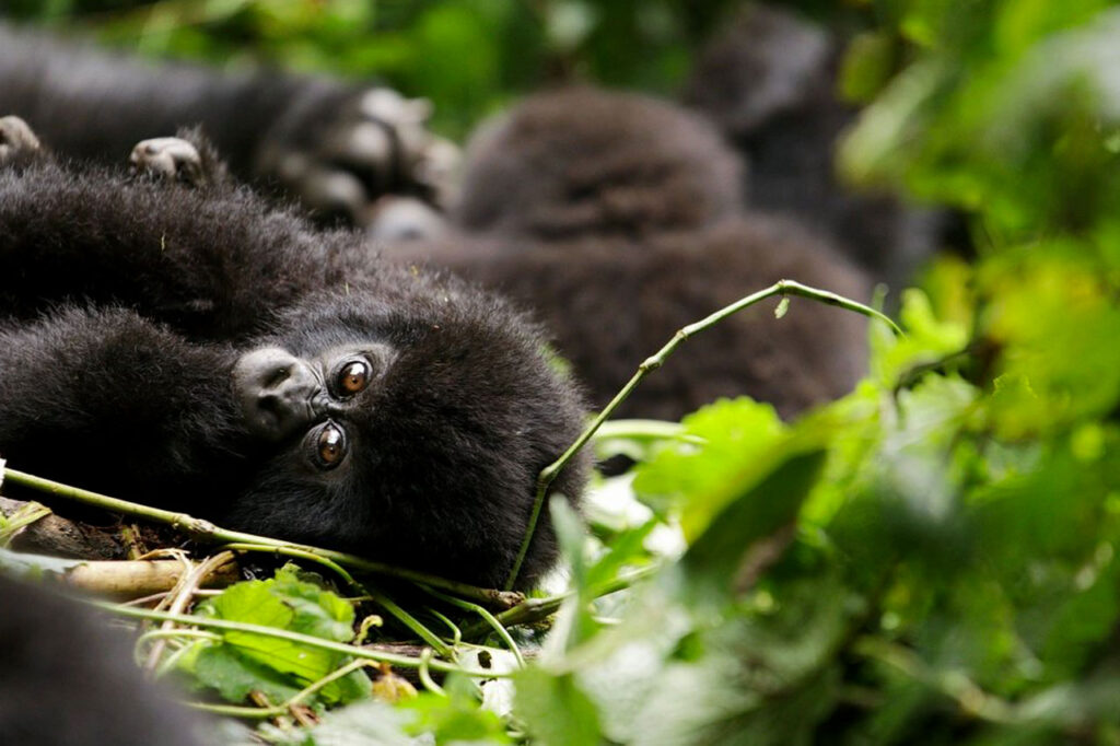 5 Days Rwanda Primates Safari