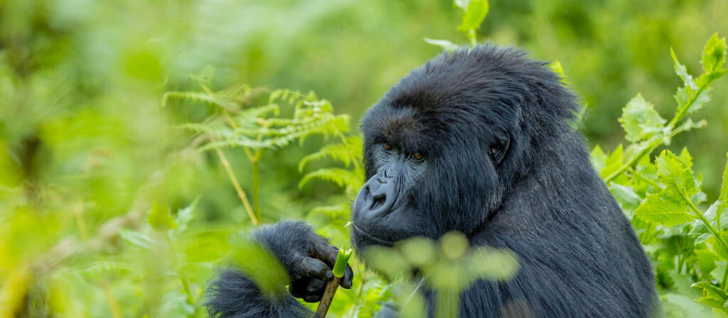 5 Days Uganda & Rwanda Safari