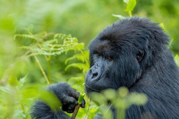 5 Days Uganda & Rwanda Safari 5 Days Uganda & Rwanda Safari