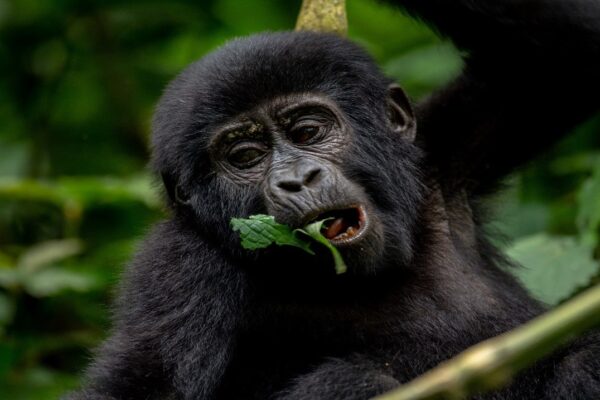 6 Days Rwanda Primates Safari