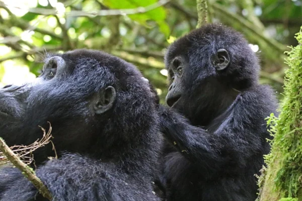 6 Days Rwanda Primates Safari