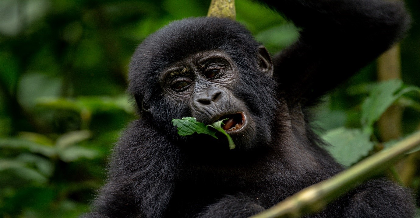 6 Days Rwanda Primates Safari