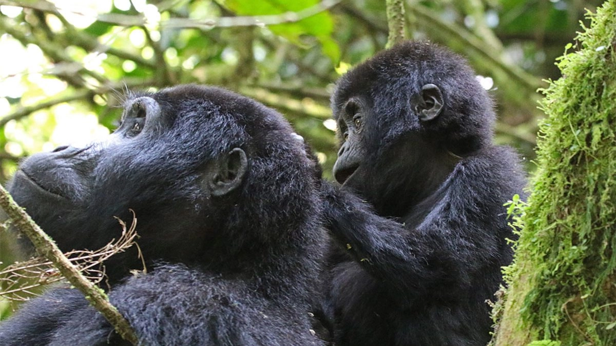 6 Days Rwanda Primates Safari