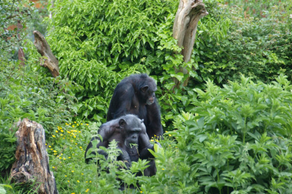 6 Days Rwanda Wildlife and Chimpanzee Tracking Safari 6 Days Rwanda Wildlife and Chimpanzee Tracking Safari