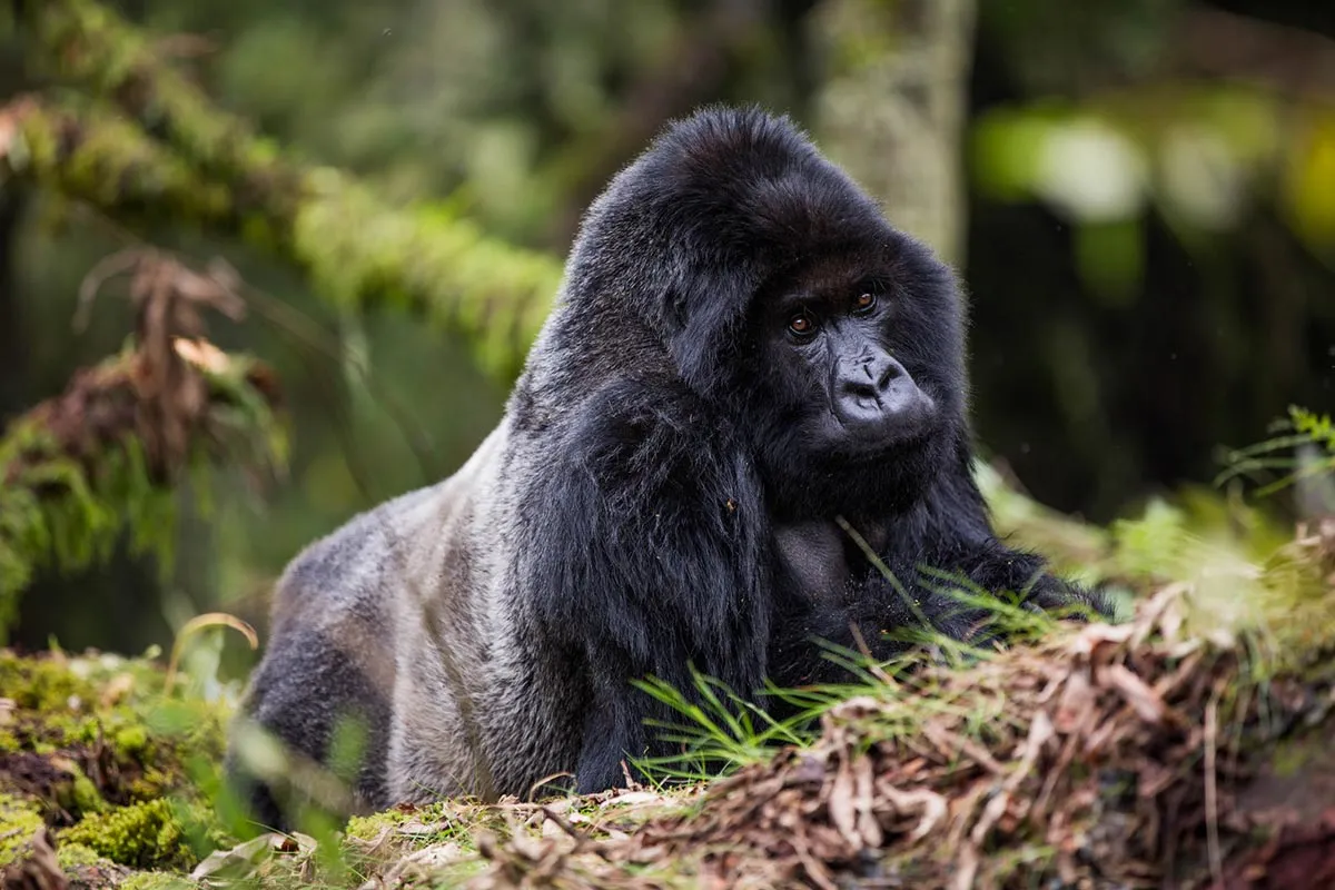 6 Days Rwanda Wildlife and Chimpanzee Tracking Safari