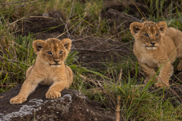 7-Day Kenya Wildlife Safari Holiday