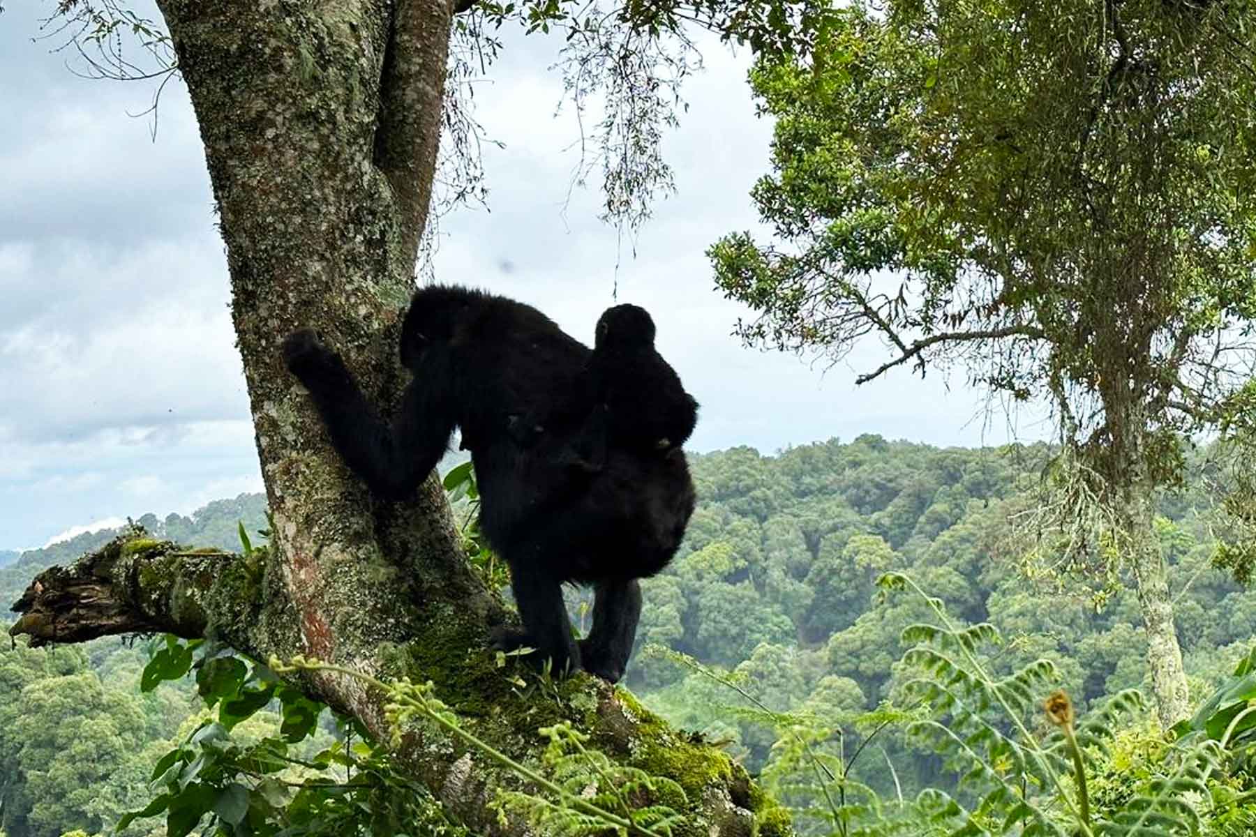 7 Days Rwanda Experiential Safari