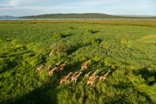Rwanda Wildlife Safaris
