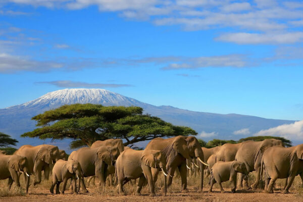 Amboseli National Park