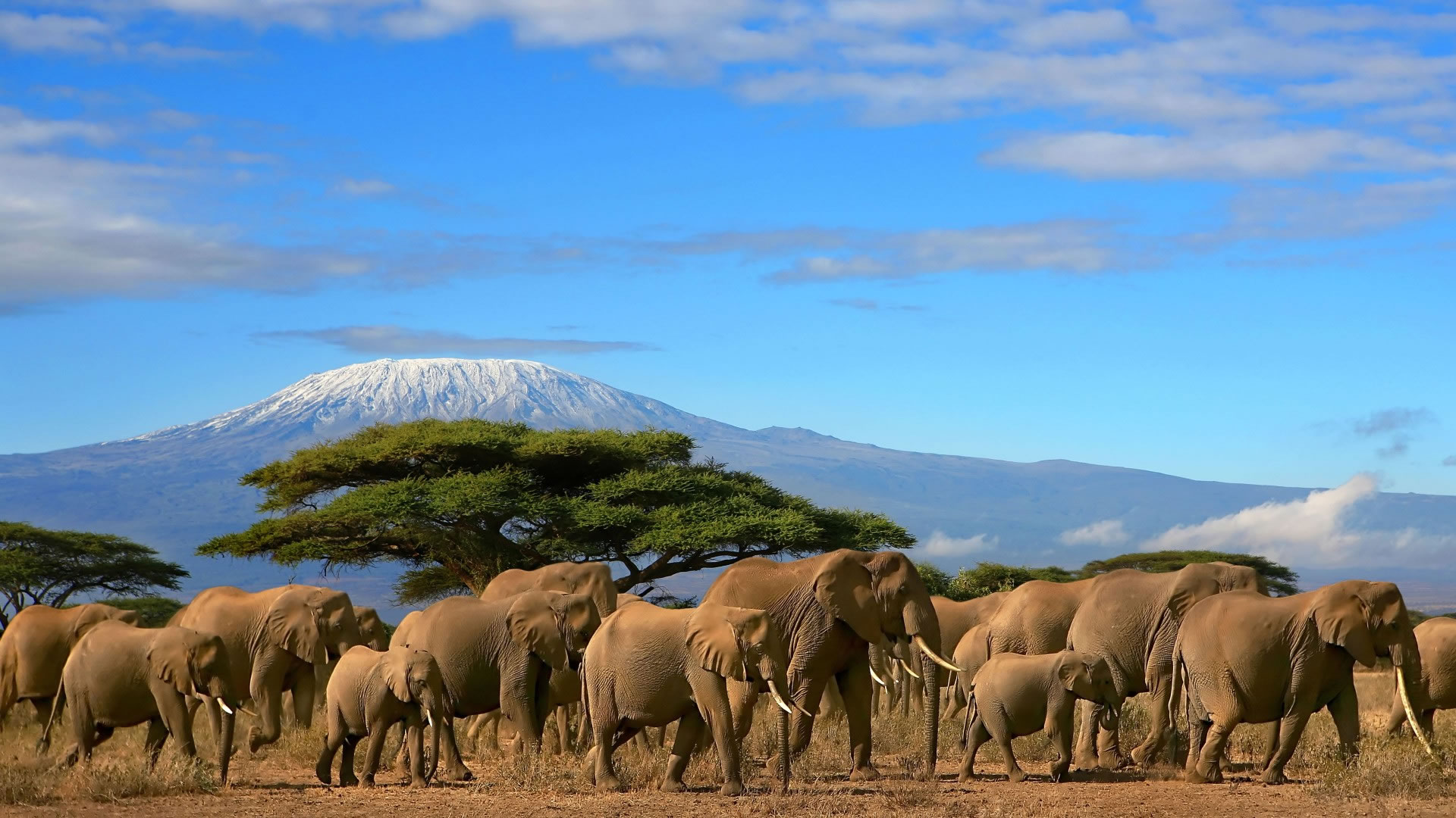 Amboseli National Park [Kenya Safari Destinations 2026/2027]